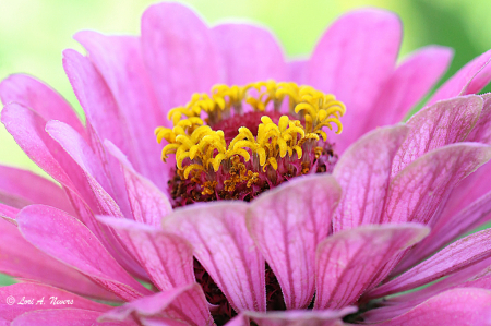 Pink Zinnia 11