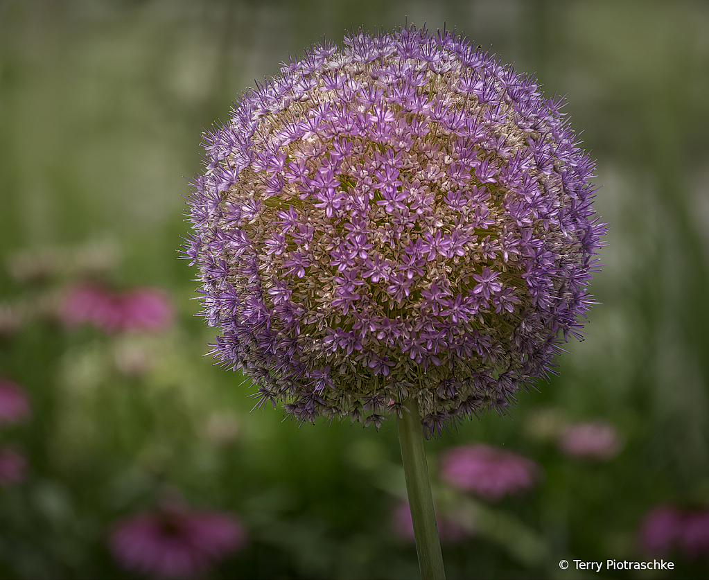 Allium