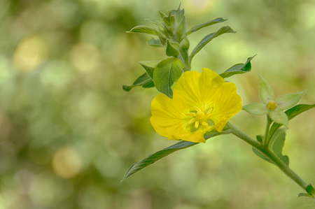 Primrose Willow Flower