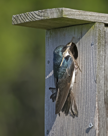 Building the Nest  