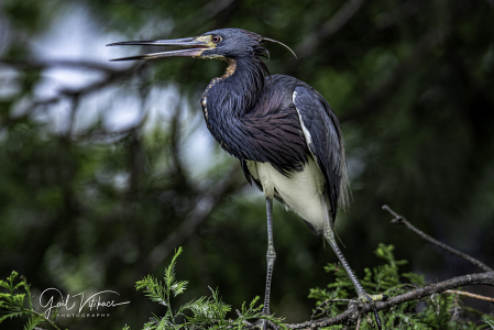 Blue Heron