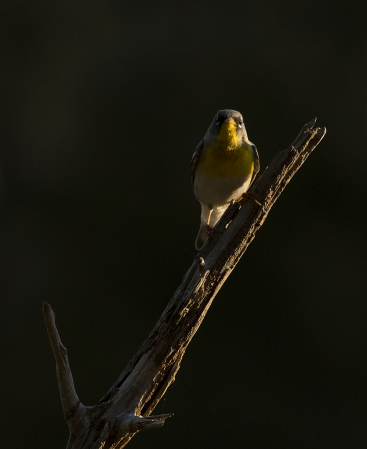 Northern Parula in Golden Hour