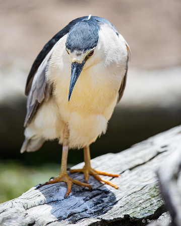 Black-crowned Night-heron