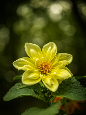 Dahlia Dazzle