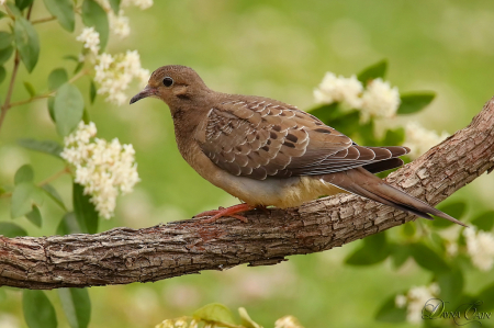 Mourning Dove