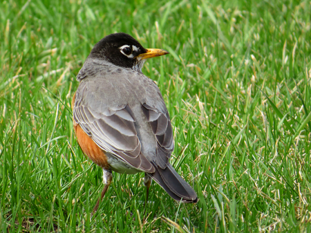 A Robin