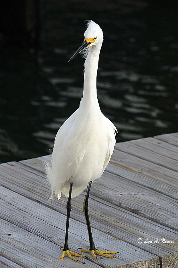 Snowy Egret 2