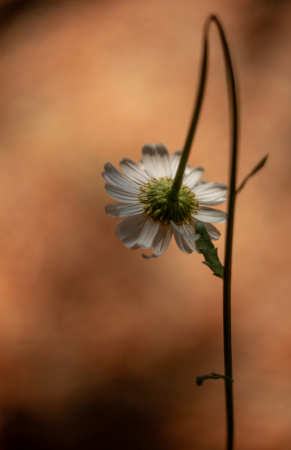 Bowed Daisy