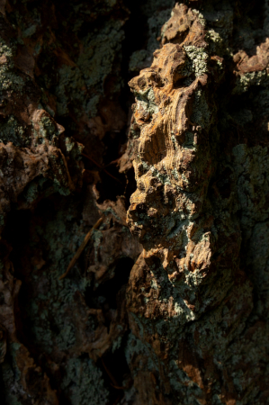 Tree Bark