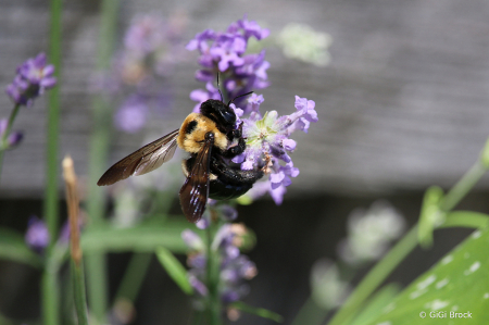 My Lavender