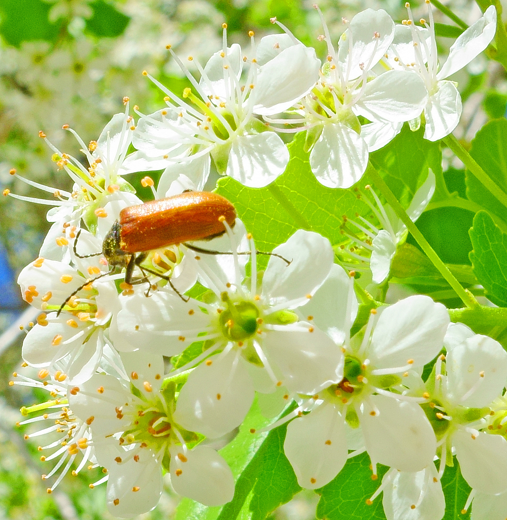 Blooming and beetle.