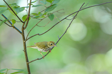 Little Oven Bird in the Branches