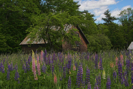 Windsor Barn and Lupines