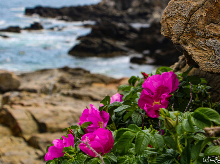 Maine Coastline