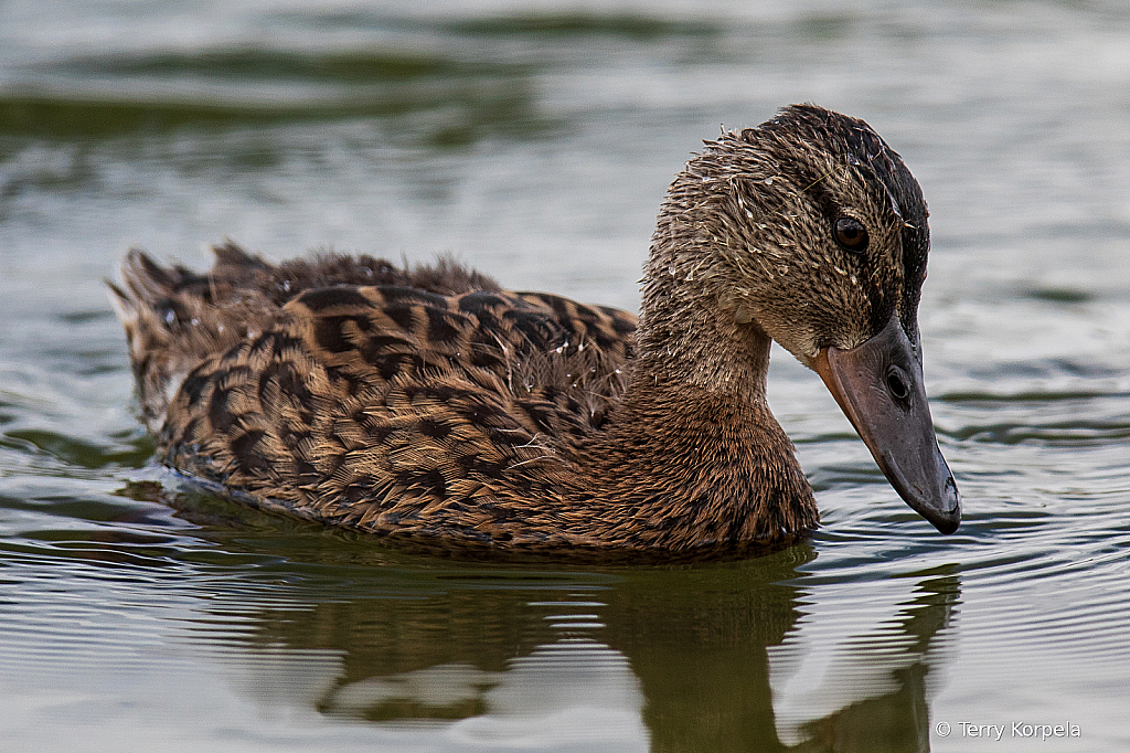 Just Another Little Quacker!!