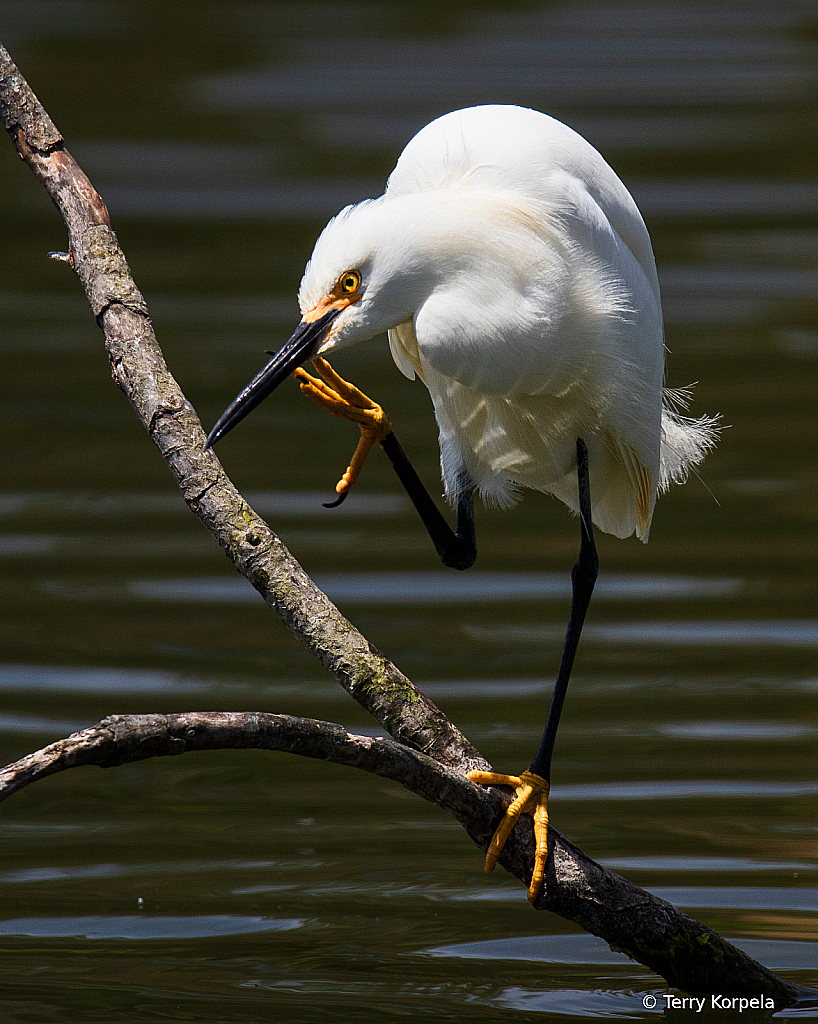 Snowy Egret  