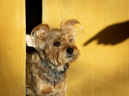 Arlo in late day light