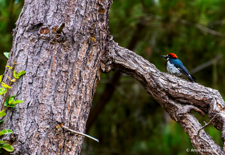 Acorn Woodpecker