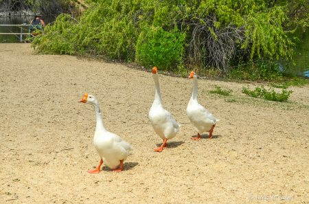 Follow The Leader