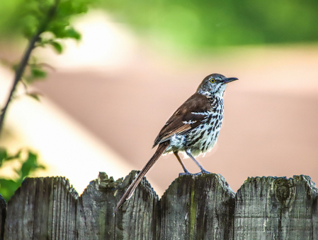 Brown Thrasher