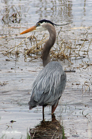 Great Blue Heron 5