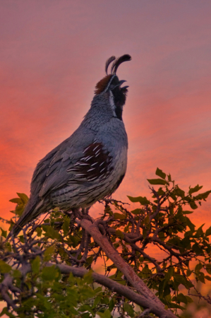 Sonoran Sunset Serenade