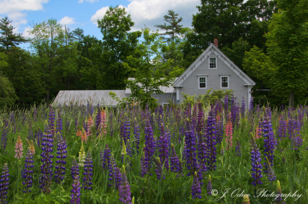 Grey House and Lupines