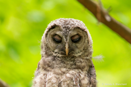 Baby Barred Owl Falling Asleep