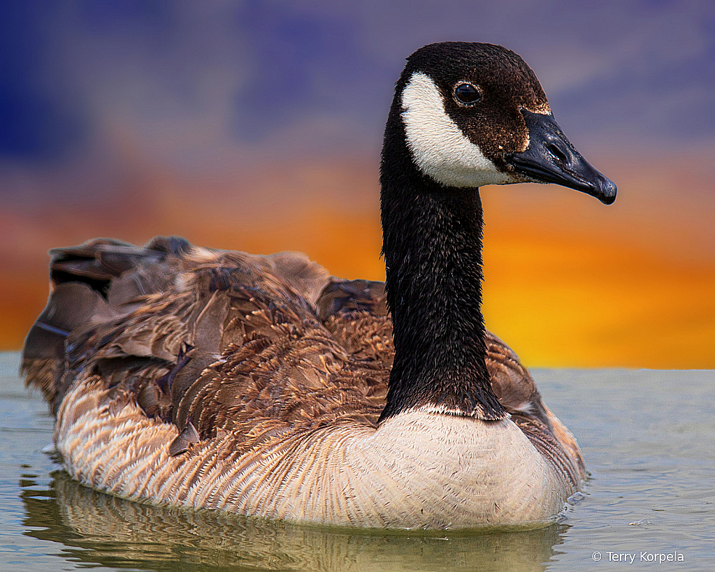 Canada Goose 