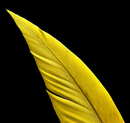 Yellowed Feather