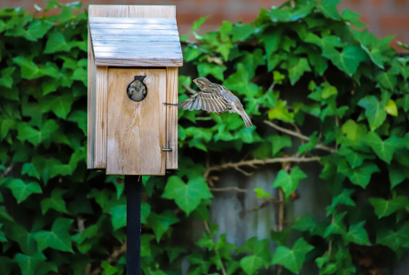 Sparrow trying to take over nesting box!