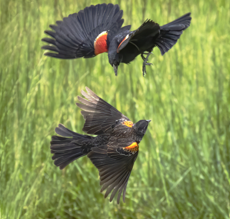 Red Winged Blackbird Battle  