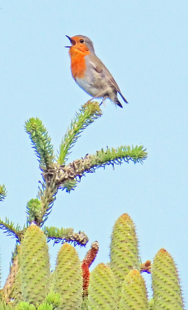 Warbler on the top of the tree.