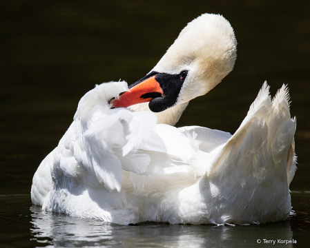 Mute Swan