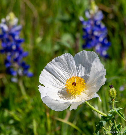 Prickly Poppy