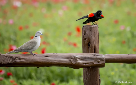 Territorial Squabble