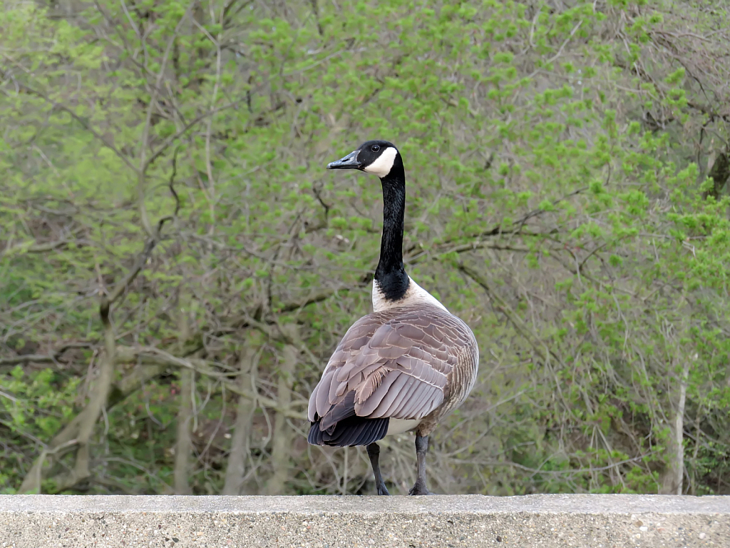 Guardian Of The Bridge