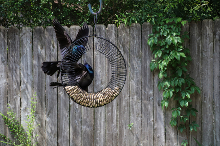 Grackle’s fighting over peanuts! 