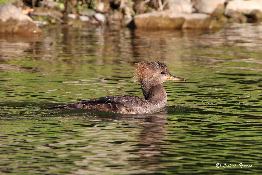 Hooded Merganser