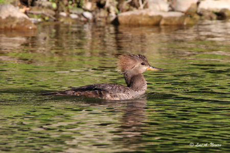 Hooded Merganser