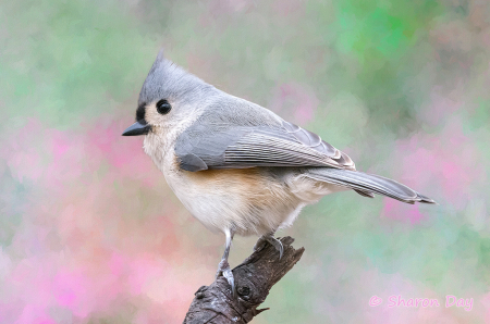 Tufted Titmouse