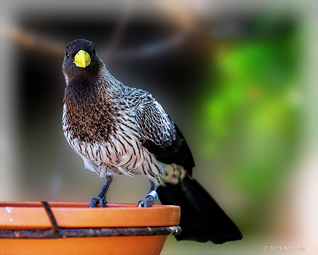 Western Gray Plantain-eater