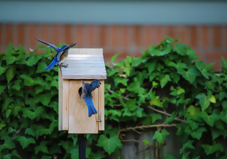 Bluebirds set for battle against sparrows!