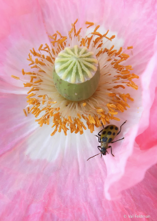 Pink Poppy and Friend (or See Spot Run:)