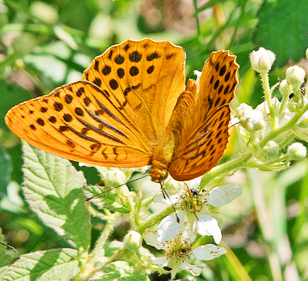 Dipping on the flower.