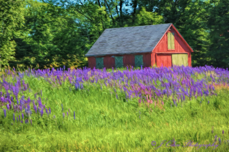 Red Shed and Lupines