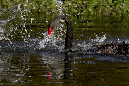 Bath time for a swan