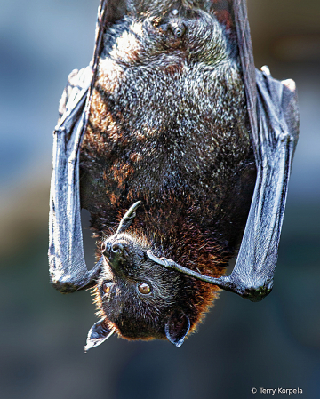 Bat Hanging Upside Down