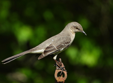 Just a Mockingbird