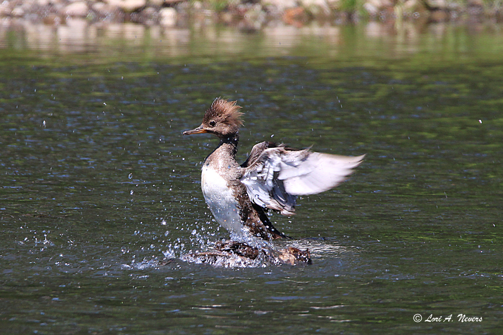 Hooded Merganser 2